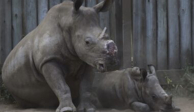 A new study finds that dehorning rhinos stops poaching