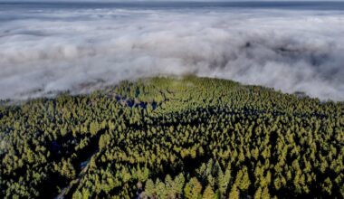 Study shows limits of planting trees to offset burning of fossil fuels