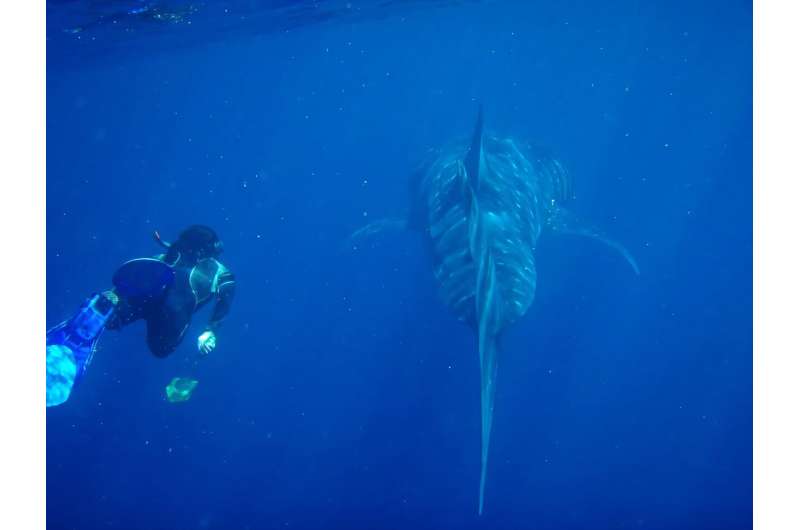 We tracked 13,000 giants of the ocean over 30 years, to uncover their hidden highways