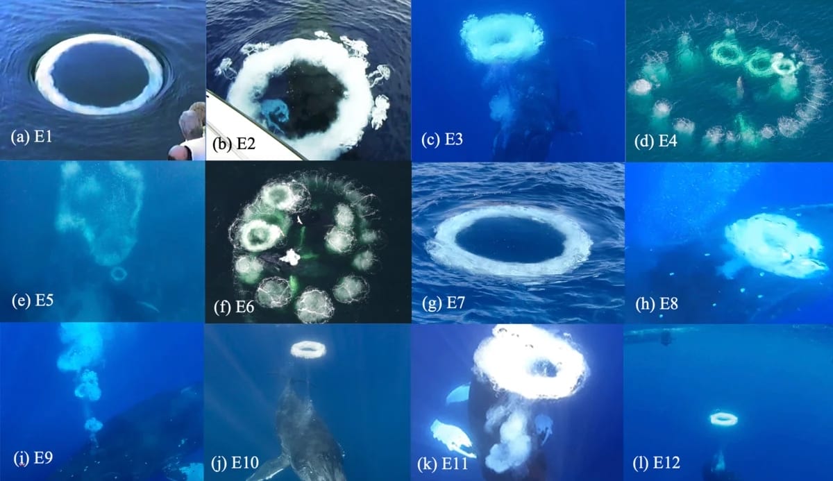 a composite of 12 bubble rings