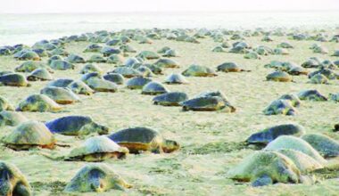 'Arribada' vanishes from shores