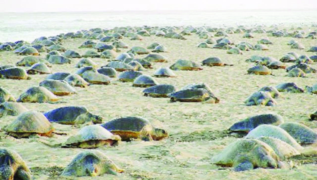 'Arribada' vanishes from shores