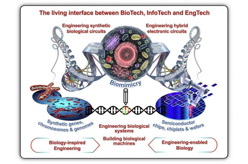 Why biology could be the future of computing and engineering