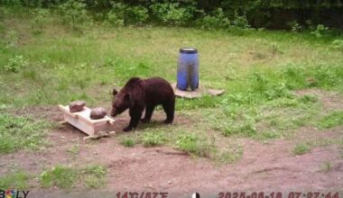 Lithuanian hunters refuse a government request to shoot a wild bear in the capital