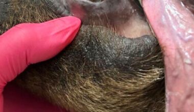 Brown bear has new shiny smile after getting huge metal crown for canine tooth