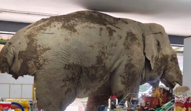 A hungry wild elephant raids a grocery store for snacks in Thailand
