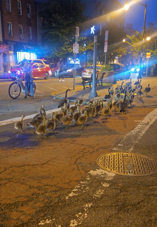 A large family of geese crossing a street at night in Jersey City.