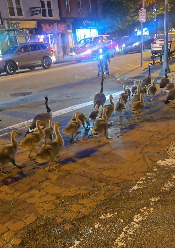 A large family of geese crossing a street in Jersey City at night.