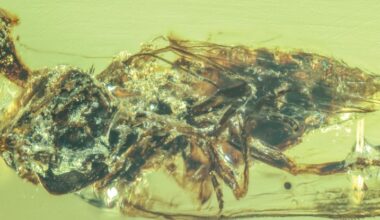 'Zombie' Fungus Caught Bursting From Host Bodies 99 Million Years Ago : ScienceAlert