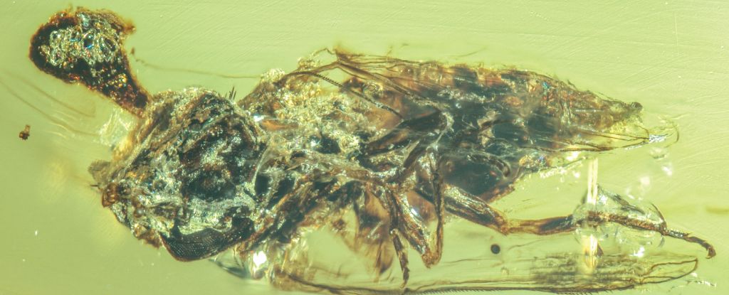 'Zombie' Fungus Caught Bursting From Host Bodies 99 Million Years Ago : ScienceAlert