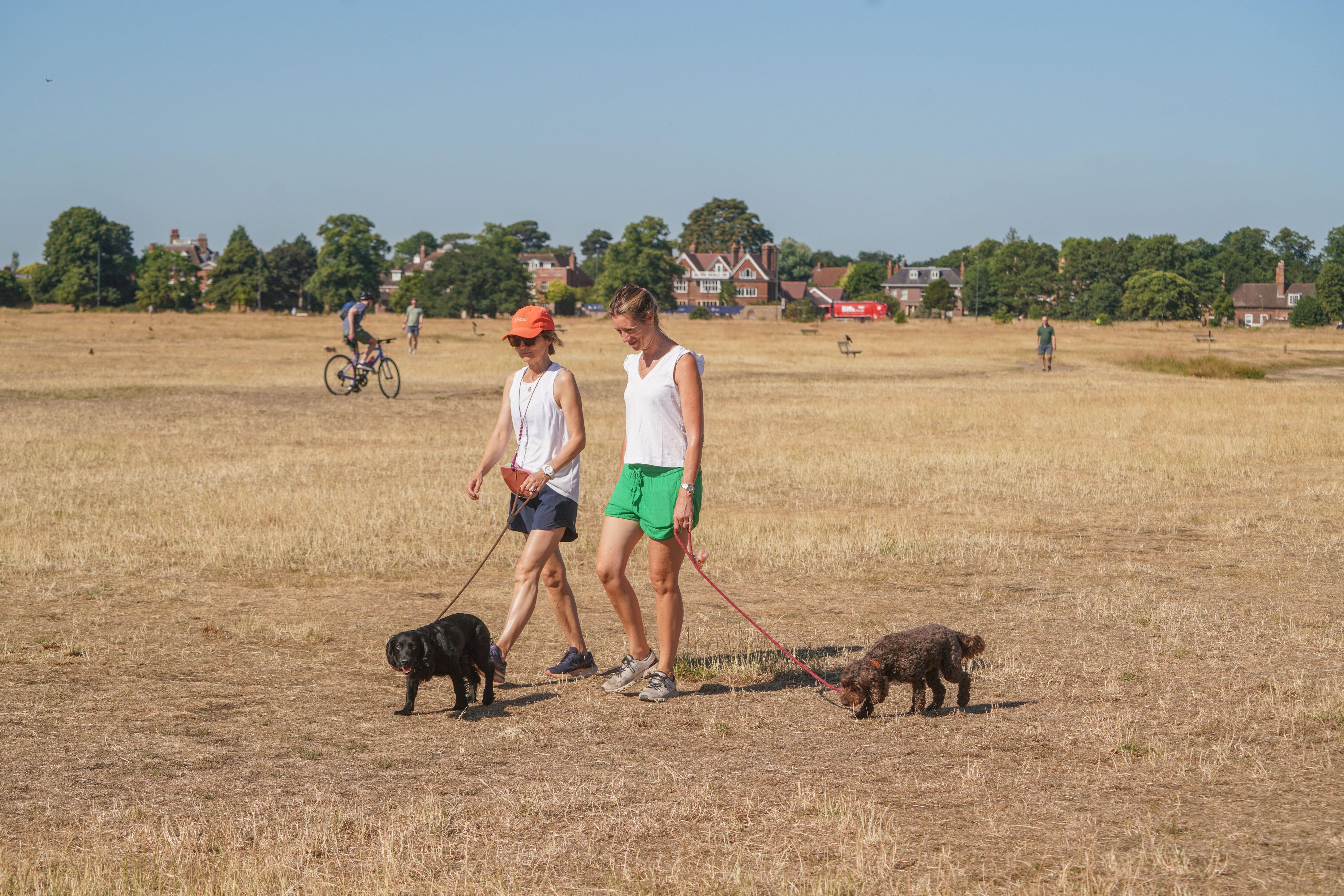 Two women walking their dogs on a dry, sunny field.