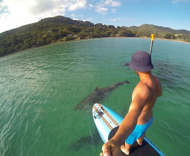 Man paddleboarding with dolphins.