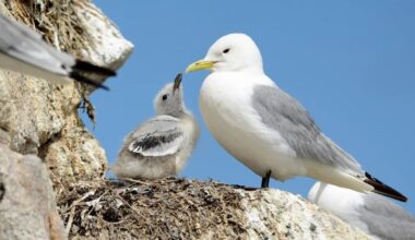 Crucial areas for conserving Irish seabirds identified