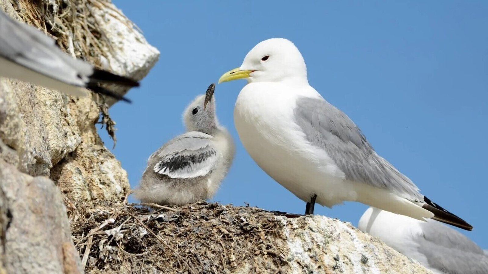 Crucial areas for conserving Irish seabirds identified