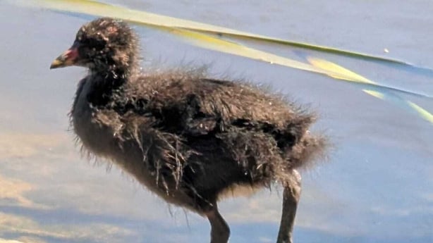 Moorhen Chick by water