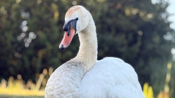 Swan walking on grass 