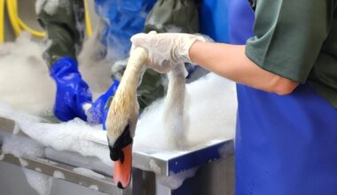 Animals rescued after oil spills in Laois and Dublin