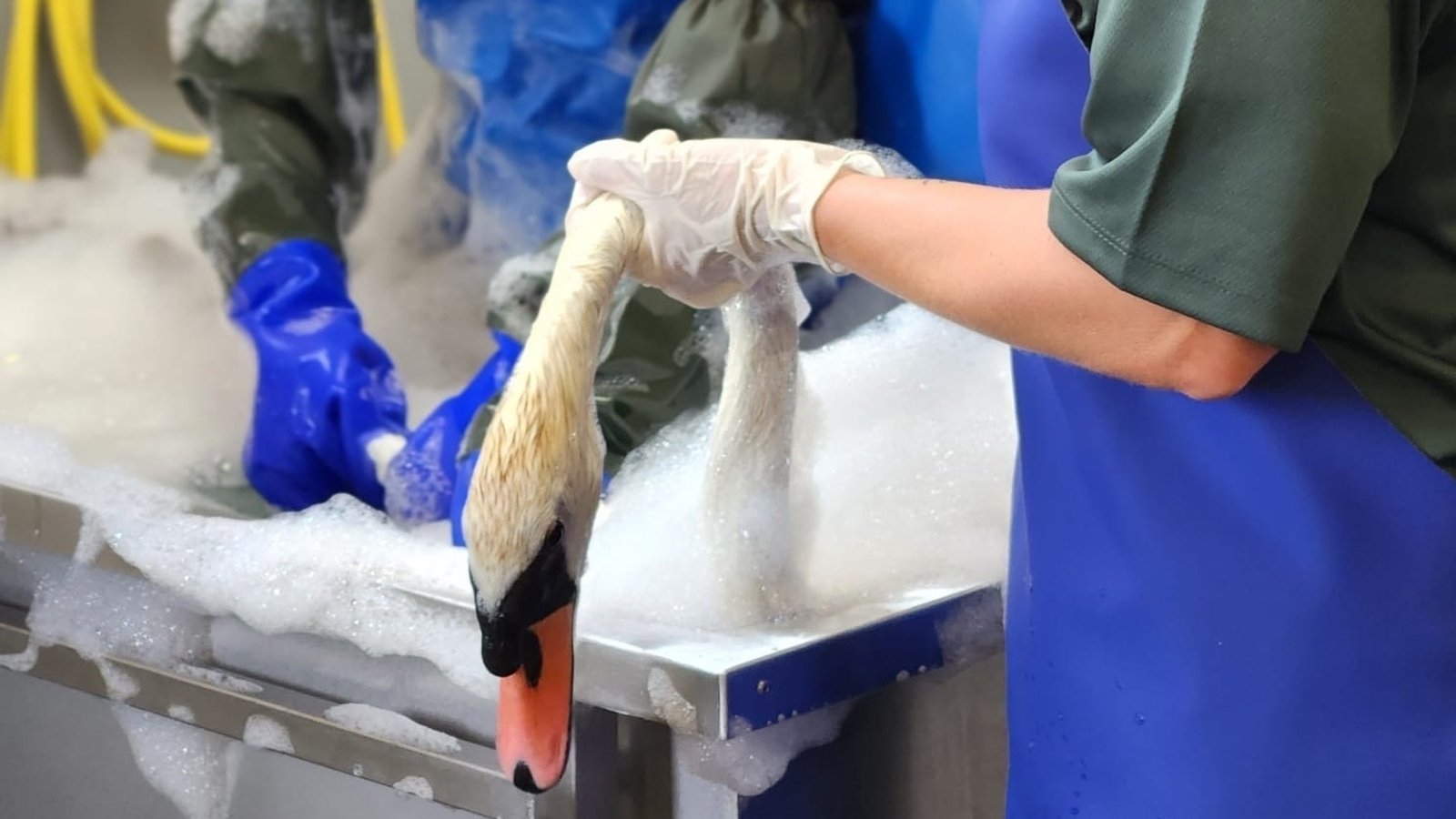 Animals rescued after oil spills in Laois and Dublin