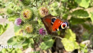 Red patterned butterfly on a bunch of purple thistle flowers