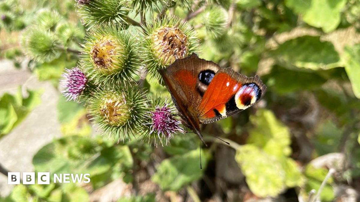 Red patterned butterfly on a bunch of purple thistle flowers
