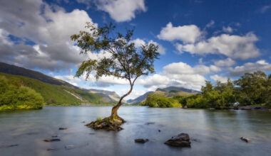 Welsh tree in stunning location shortlisted for Tree of the Year award