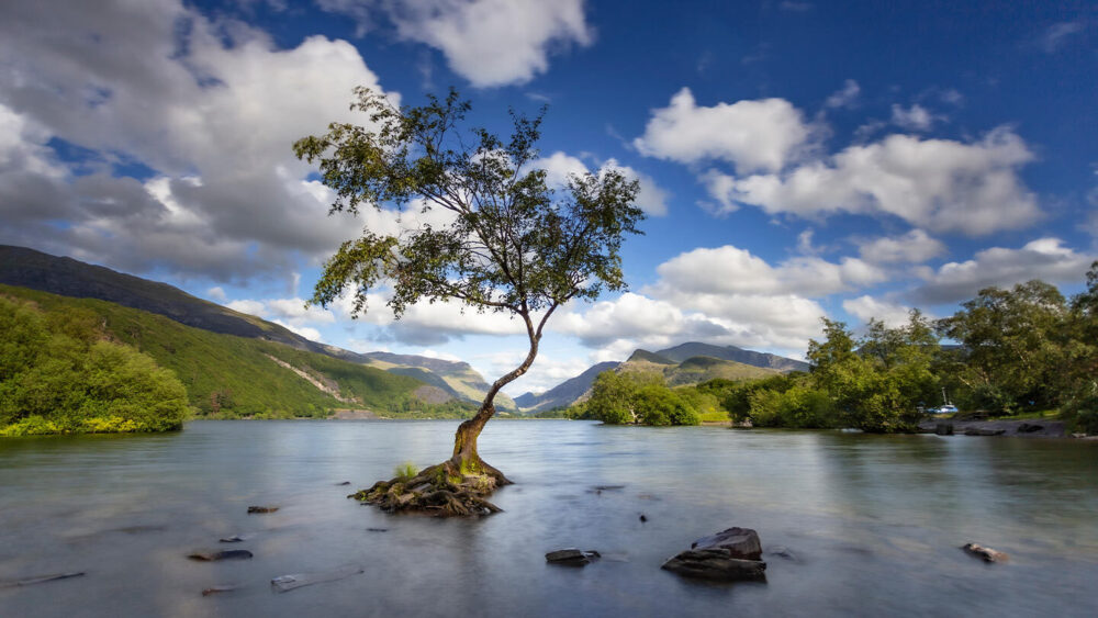 Welsh tree in stunning location shortlisted for Tree of the Year award