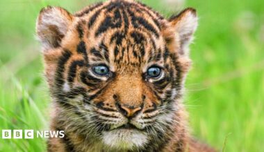 A close up of the sumatran tiger cup with it's tan and black striped fur and white whiskers.