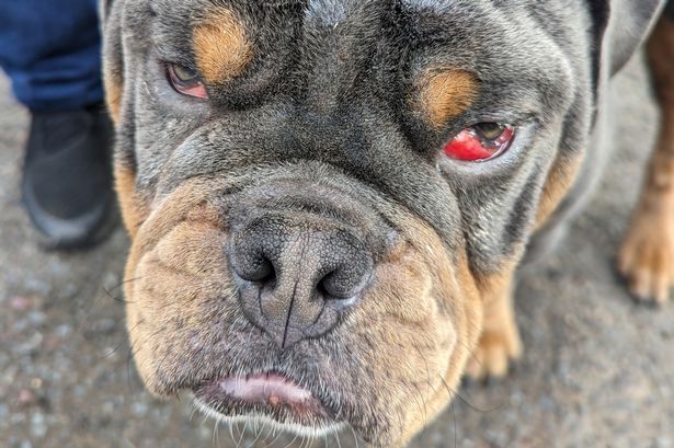 Bulldog Bernie was attacked by his owner in Birmingham on 'at least three occasions' leaving him with fractures and 'shut down'