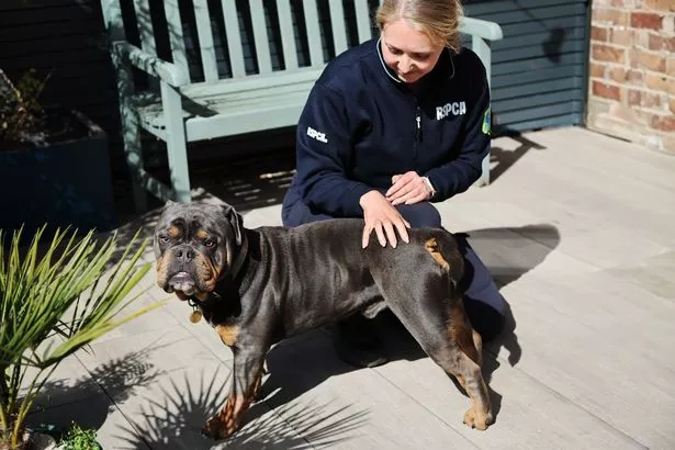 Bernie is now thriving after being rehomed from Birmingham where he suffered sustained attacks being punched by his owner 