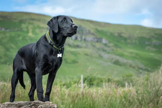 Black Labrador retriever puppy standing attentively in a field of long grass