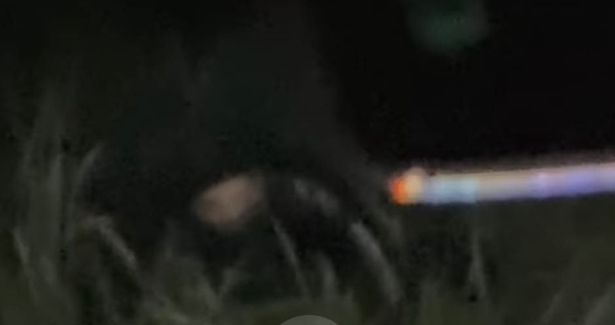The so called Wirral Cat Man approaches a car in New Brighton - dozens of cars every night descend on the resort in search of the mystery figure