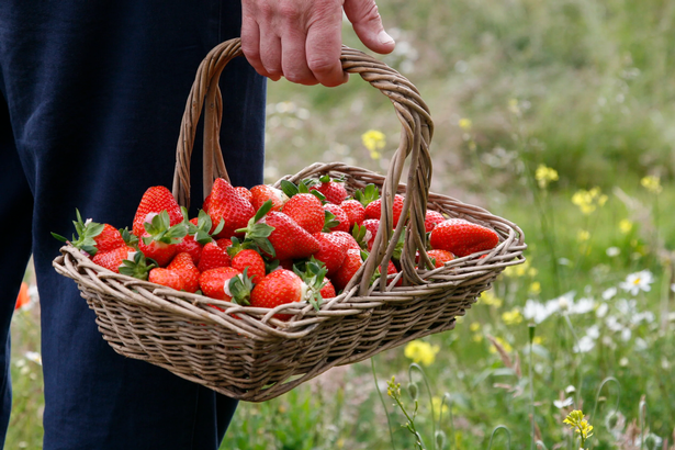 A picture of Cairnie Fruit Farm