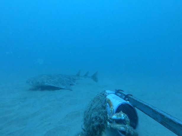 Angelshark on seabed