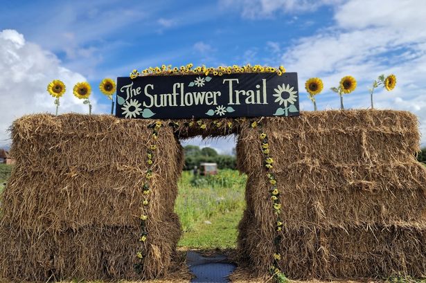 The Sunflower Trail at Dunham Massey Ice Cream Farm