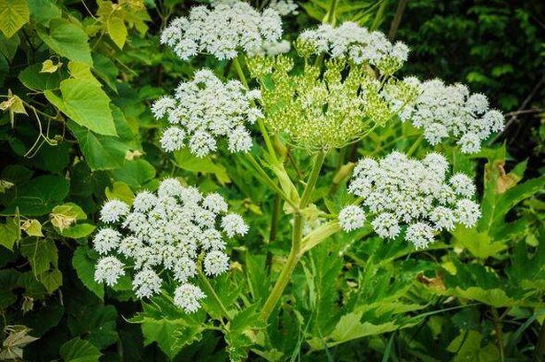 Giant hogweed