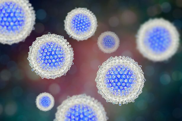 Hepatitis C virus, illustration. Hepatitis C is most commonly spread by blood contact, through blood transfusions or the sharing of infected needles. It causes inflammation of the liver with jaundice and flu-like symptoms. There is currently no vaccine for hepatitis C.
