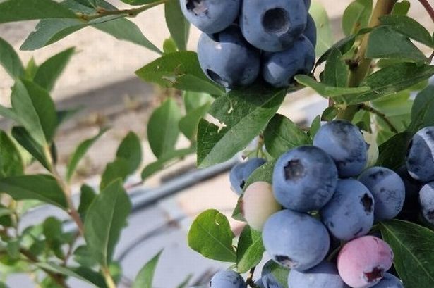 Highland Charm blueberry designed to flourish in the Scottish climate