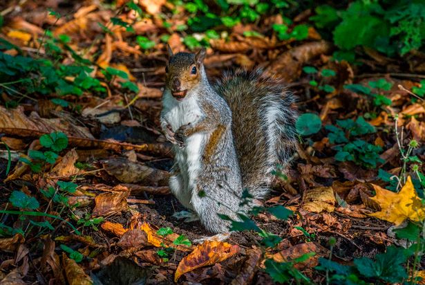 A squirrel gathers some nuts ready for the winter Sefton Park. Photo by James Maloney