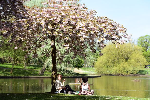 A couple having a picnic under a Cherry Blossom tree 