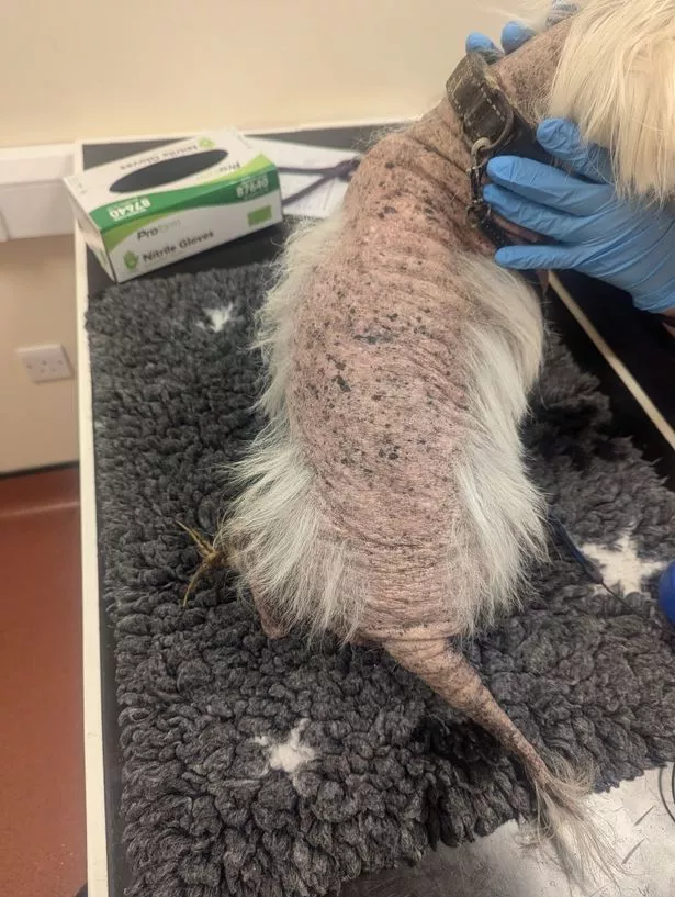The condition of West Highland Terrier Star, which led to Sharon Sarin, of Wallsend, being banned from owning animals for 15 years