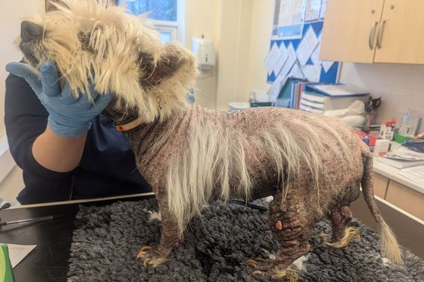 The condition of West Highland Terrier Star, which led to Sharon Sarin, of Wallsend, being banned from owning animals for 15 years