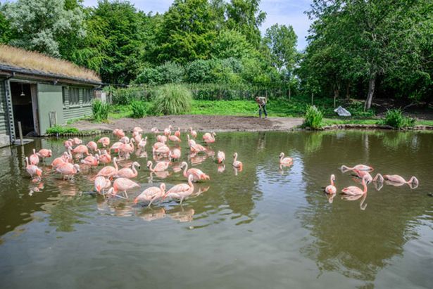 Pink flamingos at Martin Mere