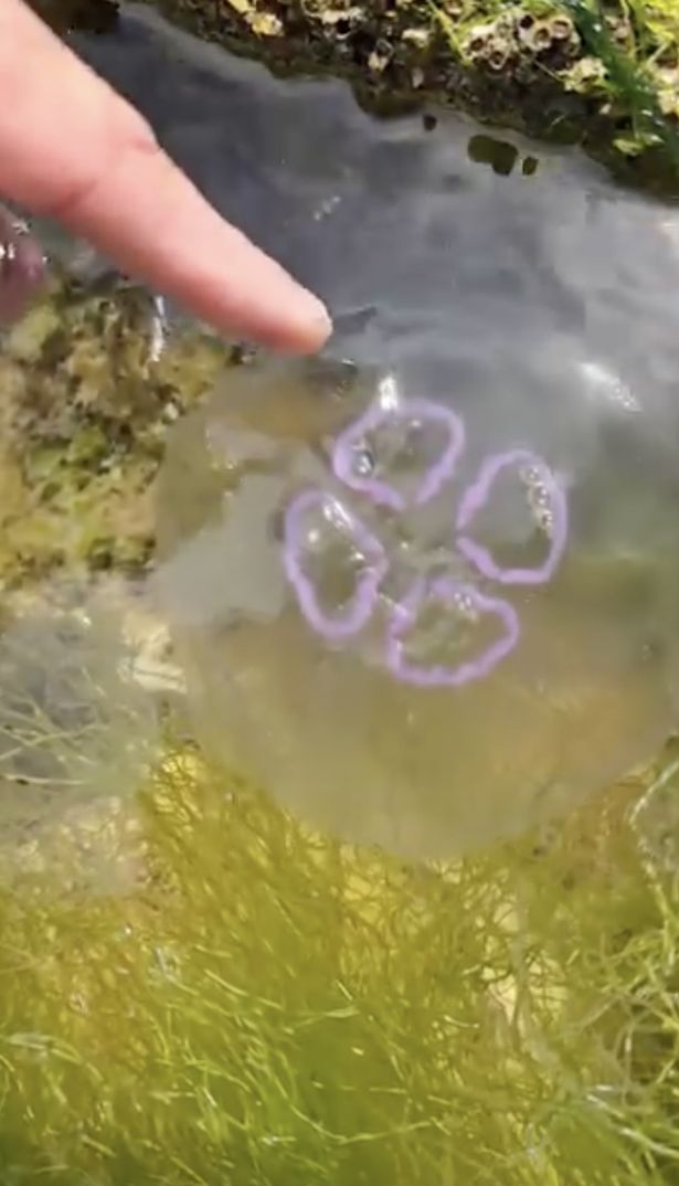 Jellyfish have distinct markings that allow you to identify them (Jam Press)