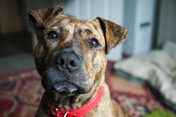 The RSPCA has launched a campaign to raise awareness of the shocking scale of summer animal cruelty