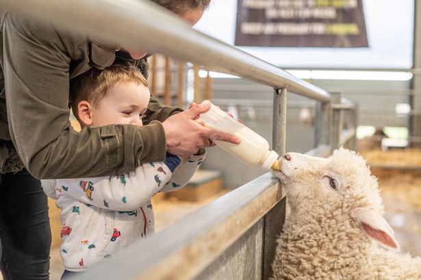 A child bottle feeds a lamb