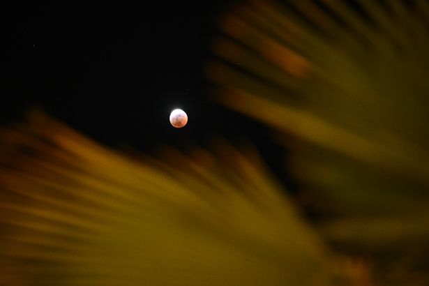 A partial lunar eclipse is seen above the fronds of a palm tree during the Blood Moon Lunar Eclipse in Palm Springs, California, on March 13, 2025.