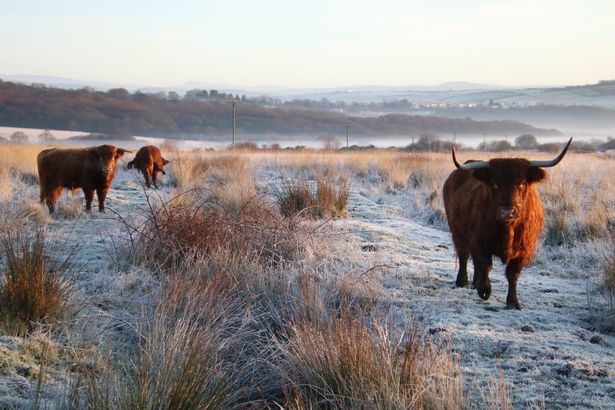 Cattle roaming in Gower 