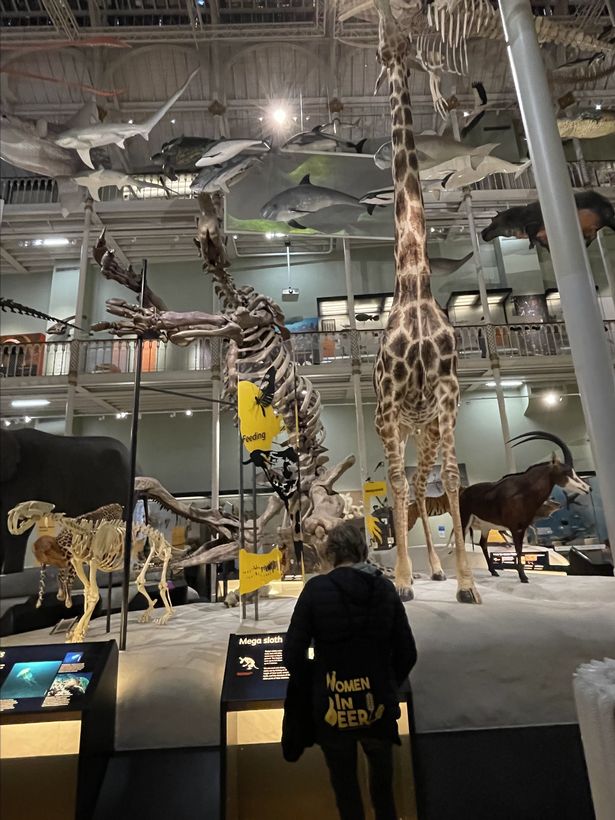 National Museum of Scotland animal collection