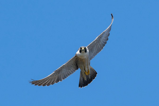 A picture of the Peregrine Falcon Bonnie