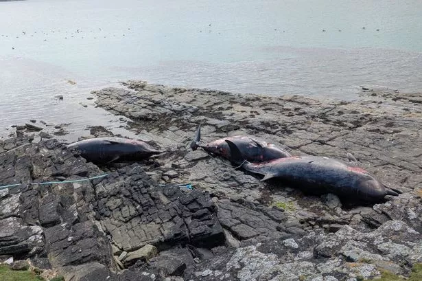 The bodies of the three northern bottlenose whales lying on the rocky shoreline of Papa Westray.